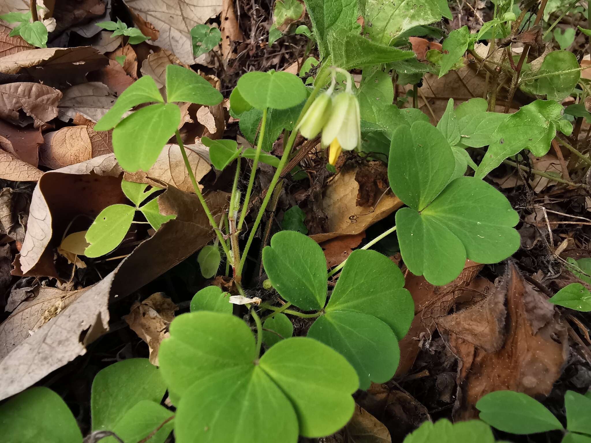 Sivun Oxalis madrensis S. Wats. kuva