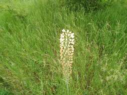 Image of Foxtail lily