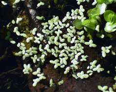 Image of valdivia duckweed