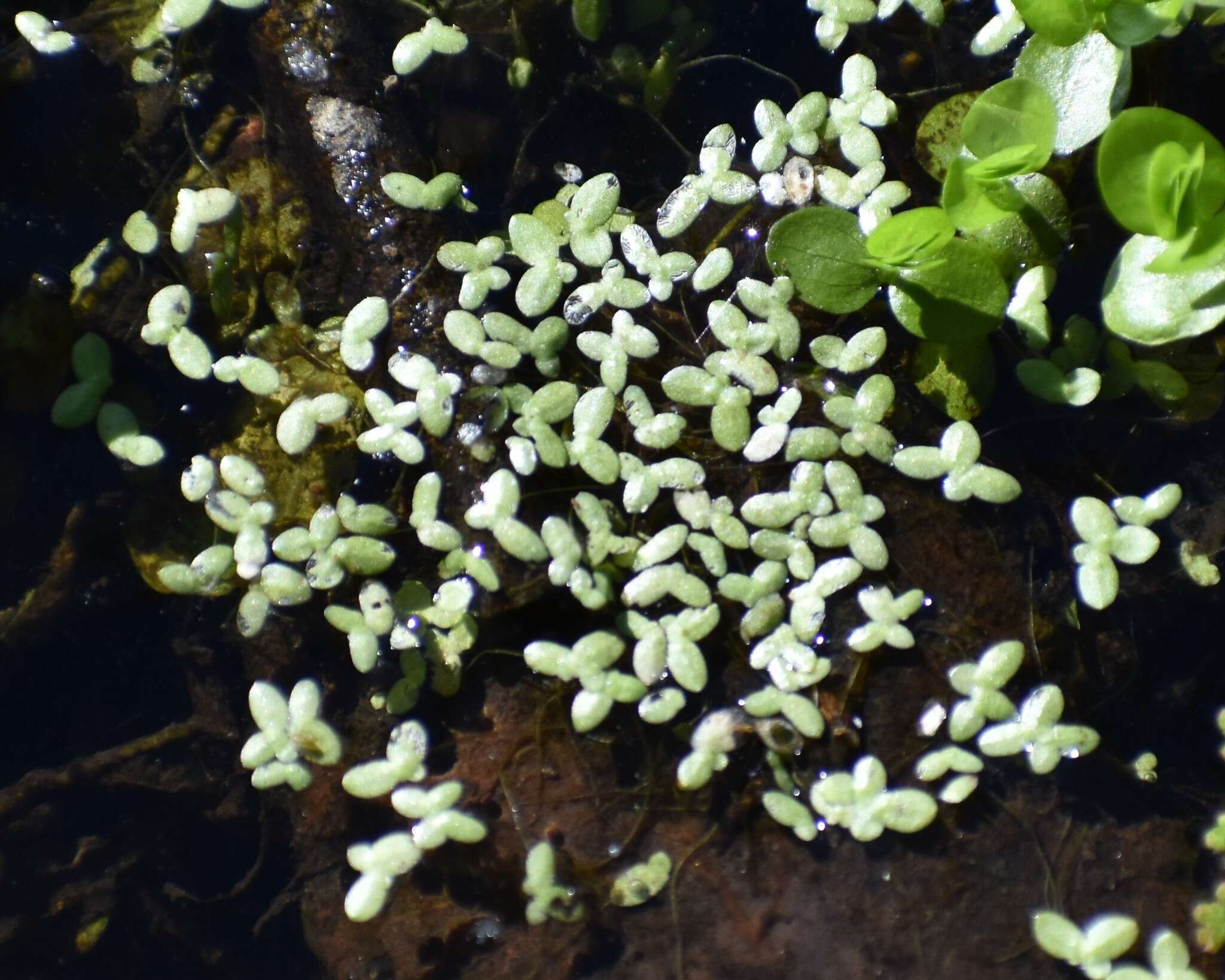 Image of valdivia duckweed