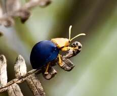 Sivun Stoiba flavicollis (Klug 1829) kuva