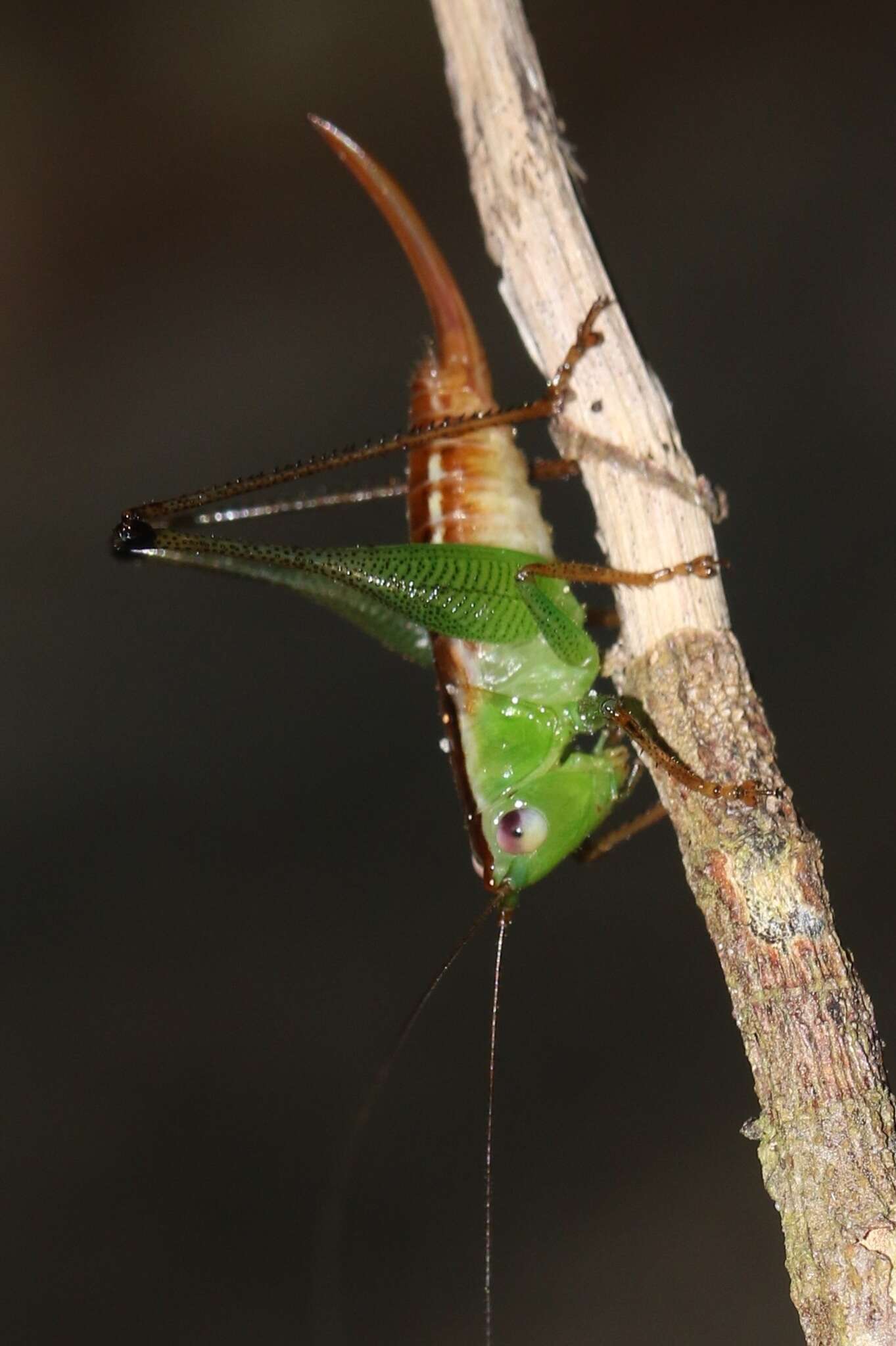 Image of Conocephalus (Anisoptera) signatus (Redtenbacher 1891)