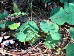 Sivun Desmodium rotundifolium (Michx.) DC. kuva