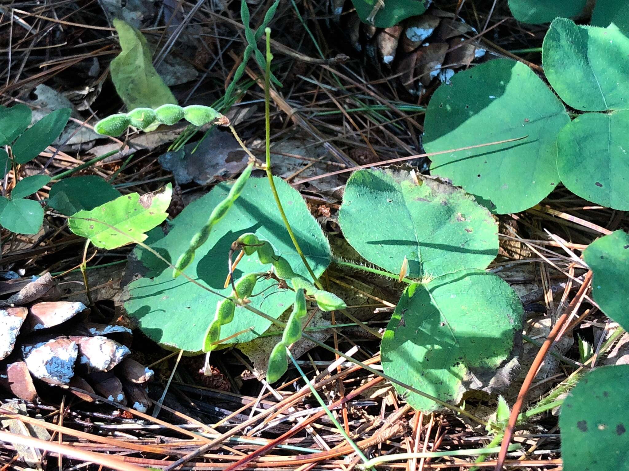 Sivun Desmodium rotundifolium (Michx.) DC. kuva