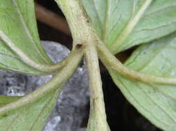 Image of Potentilla sundaica (Bl.) Kuntze