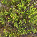 Image of Agathosma imbricata (L.) Willd.