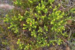 Image of Agathosma imbricata (L.) Willd.