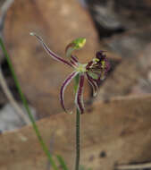 Image of Common dragon orchid