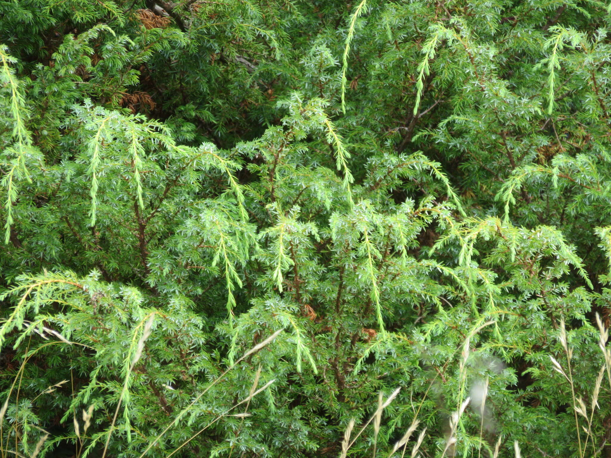 Image of American Common Juniper