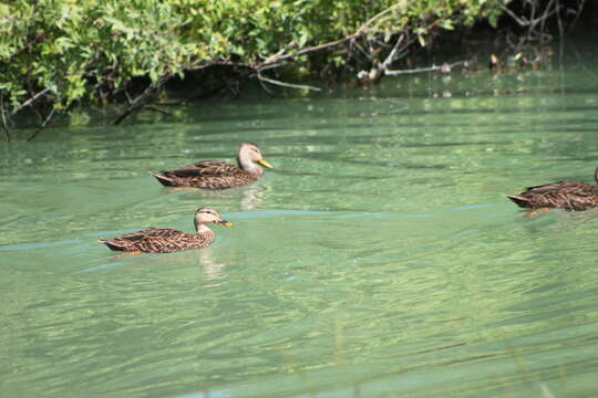 Image of Florida duck