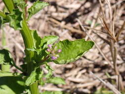 Image of pineland lobelia