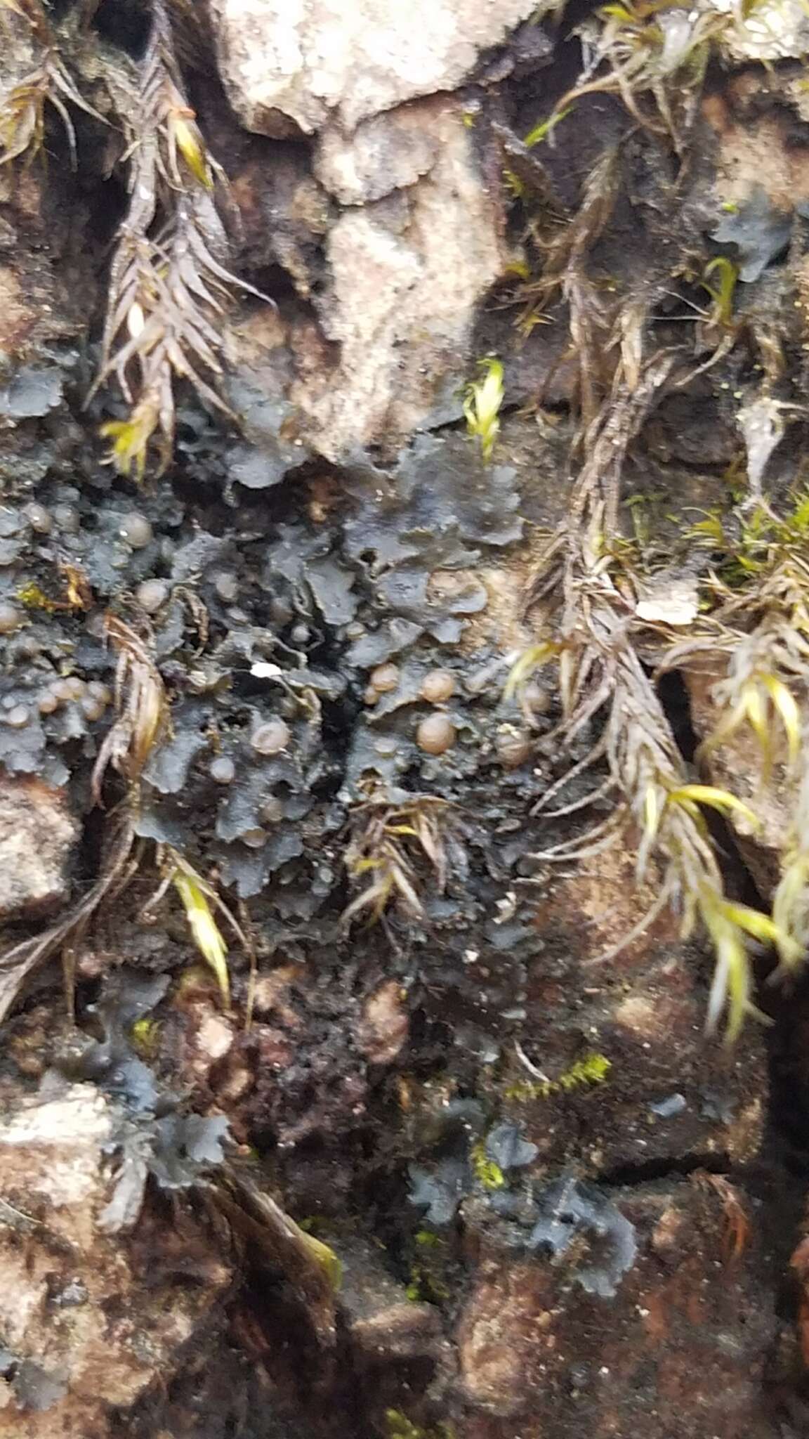 Image of Flooded Jellyskin Lichen