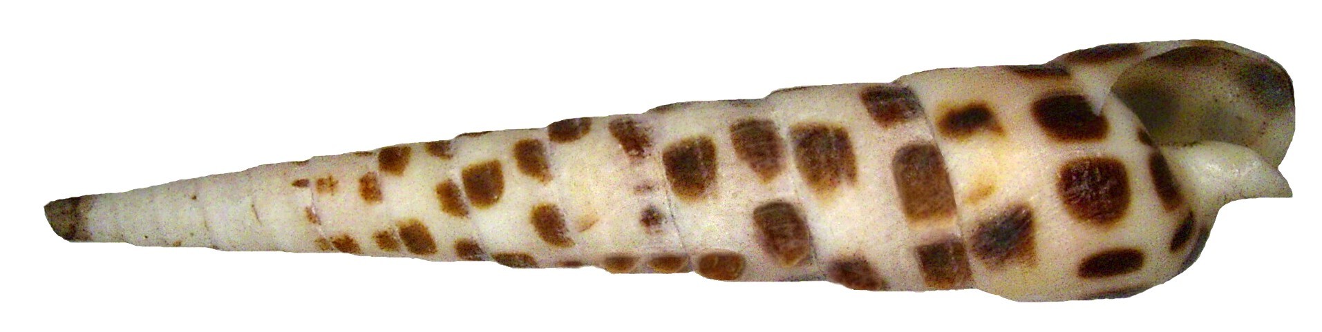 Image of chocolate spotted auger