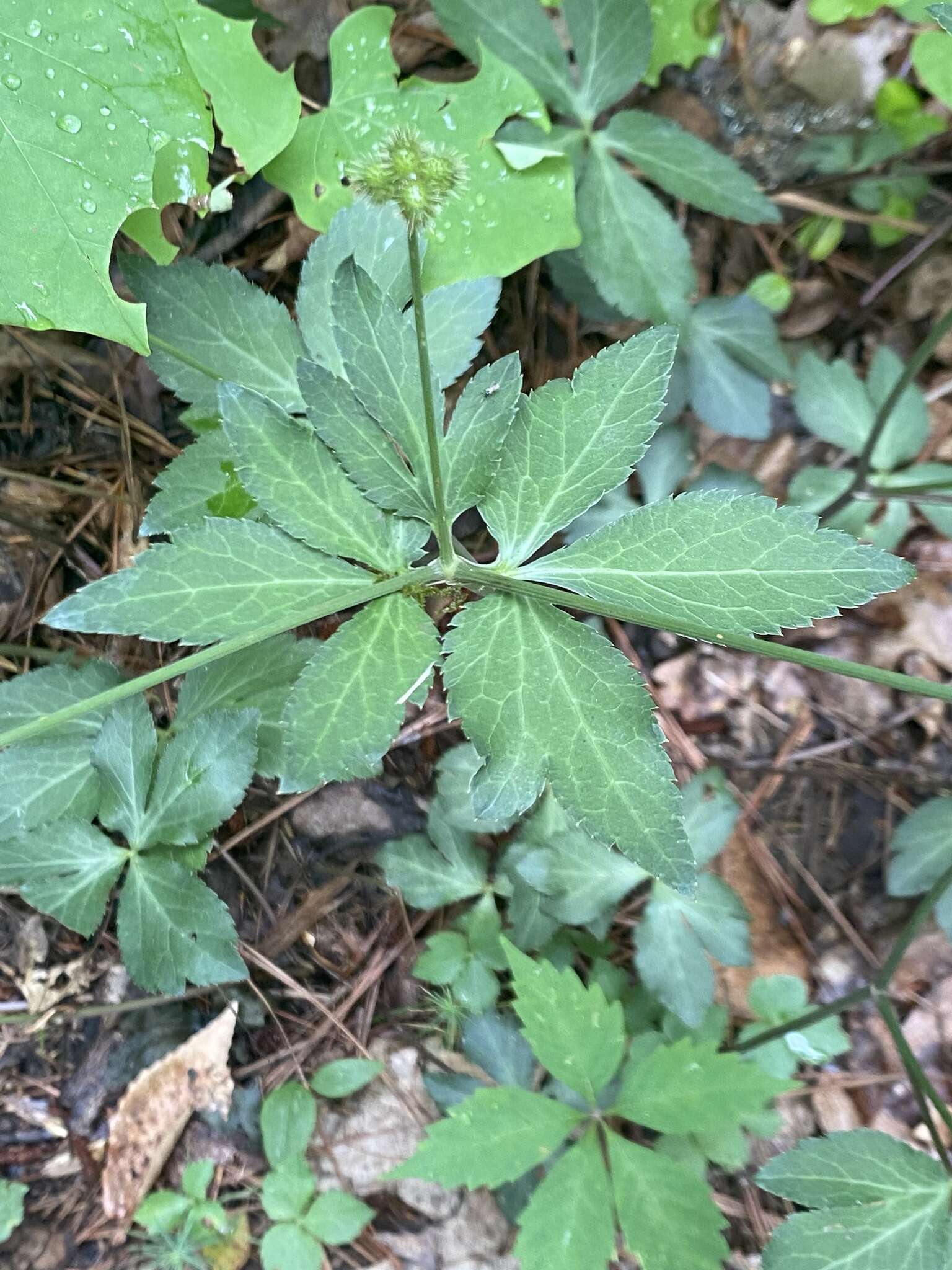 Image of Small's blacksnakeroot