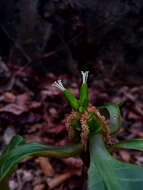 Euphorbia leuconeura Boiss. resmi