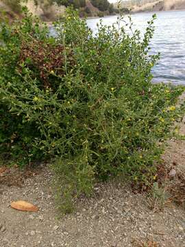 Image of stink aster