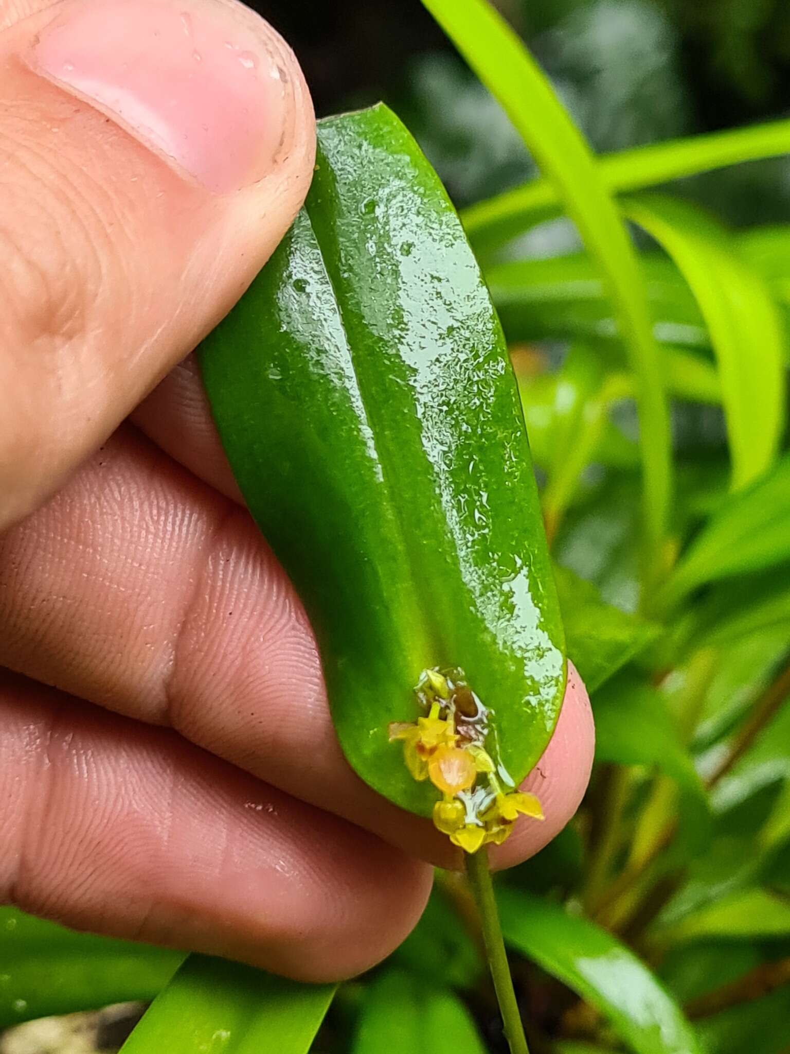 Image of Pleurothallis dibolia Luer