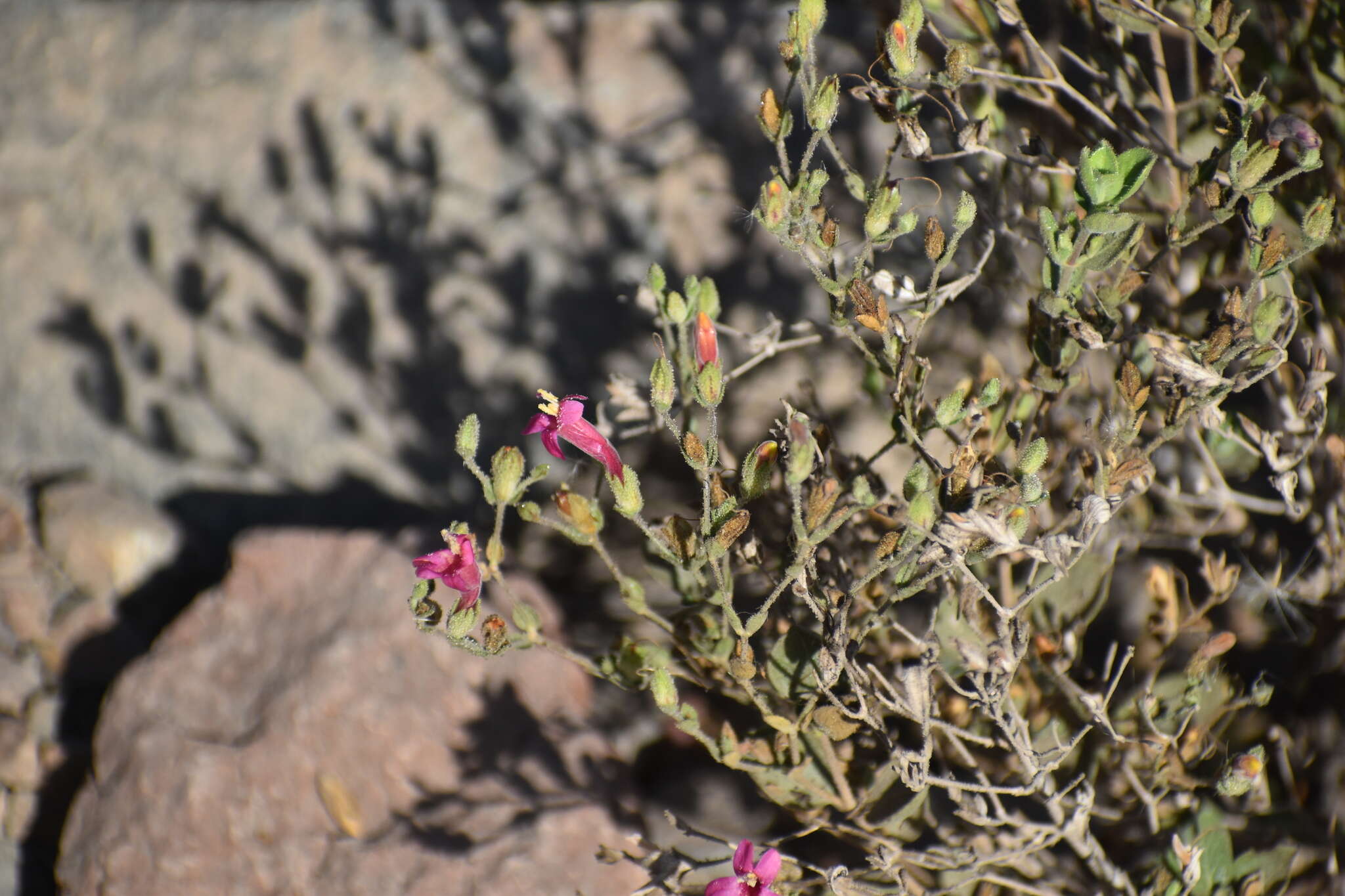 Image of Ruellia floribunda Hook.