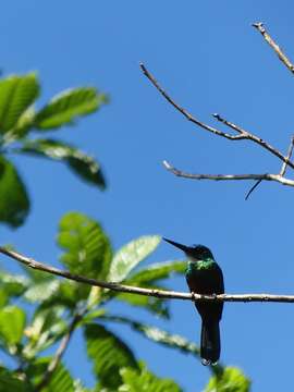 Image of Green-tailed Jacamar