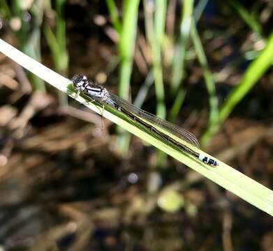 Image of Norfolk Damselfly