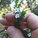 Image of Epacris coriacea A. Cunn. ex DC.