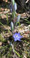 Image of Kath's sun orchid