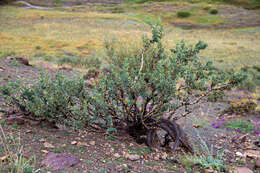 Image of Caragana bungei Ledeb.