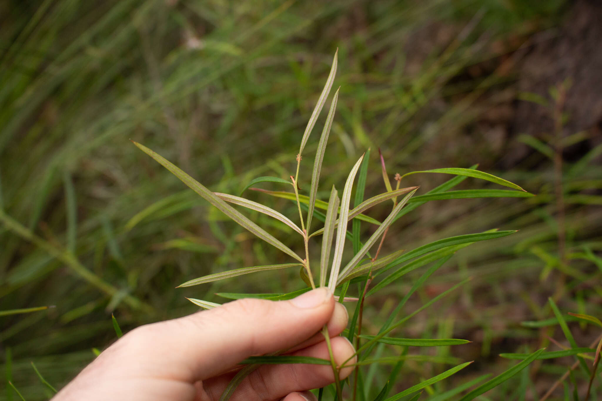 Imagem de Grevillea linearifolia (Cav.) Druce