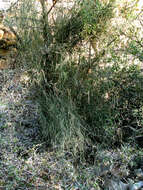 Image de Ehrharta ramosa subsp. ramosa