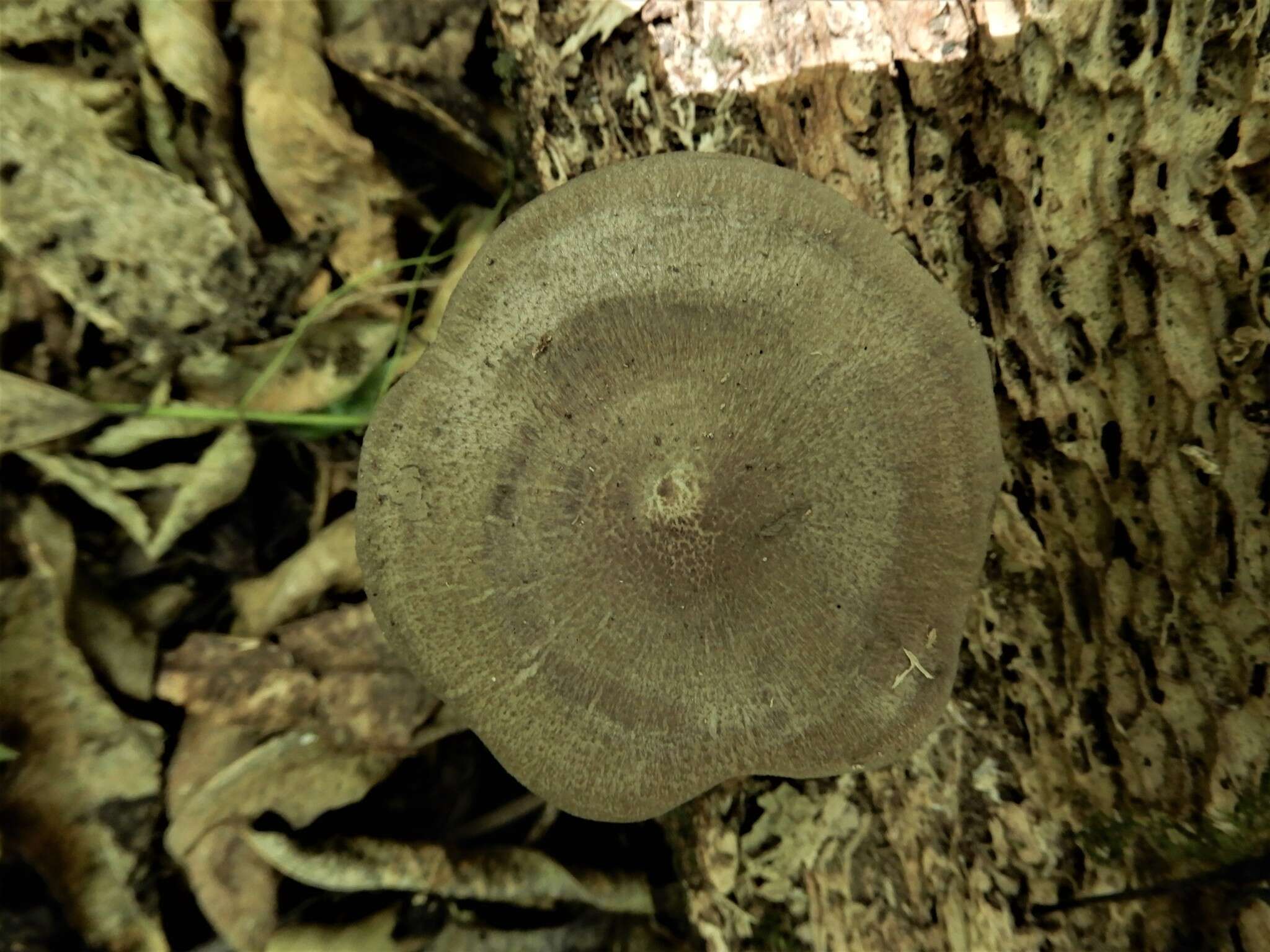 Image of Pluteus microspermus E. Horak 2008