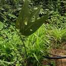 Image of Passiflora tricuspis Mast.