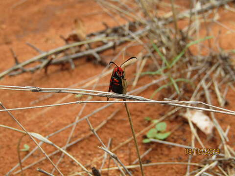 Image of Fire Grid Burnet