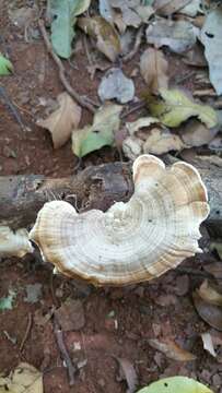 Plancia ëd Trametes vernicipes (Berk.) Zmitr., Wasser & Ezhov 2012