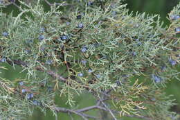 Imagem de Juniperus occidentalis Hook.