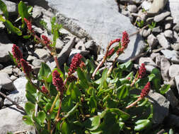 Rumex nivalis Hegetschw. resmi