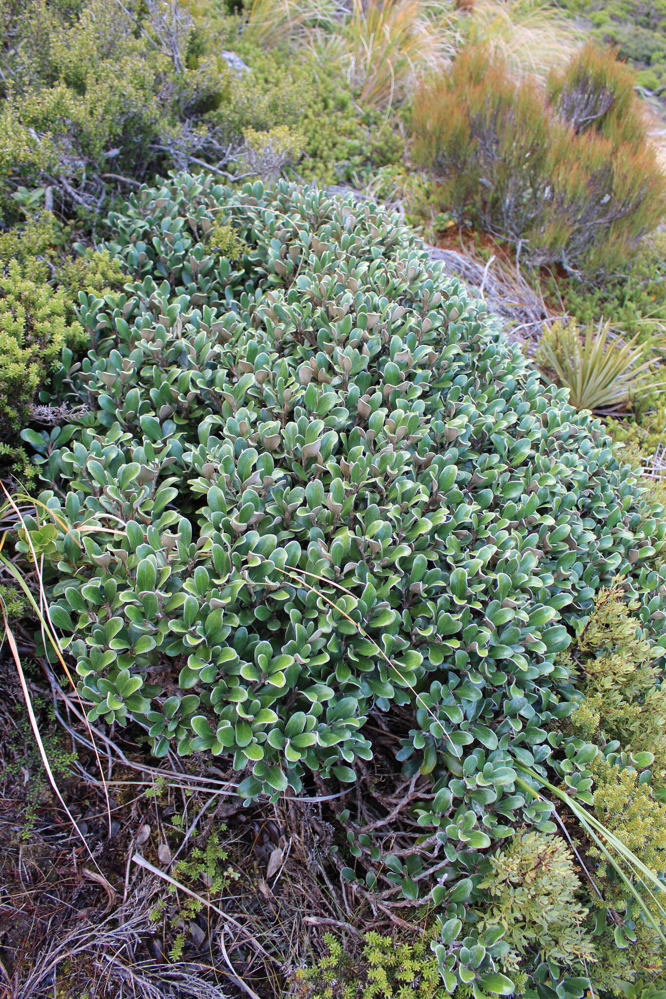 Image of Brachyglottis bidwillii (Hook. fil.) B. Nord.