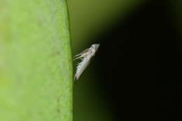 Image of convolvulus leafminer