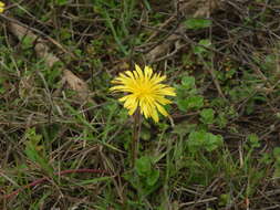 Image of Taraxacum formosanum Kitam.