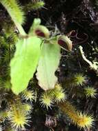 Image de Corybas oblongus (Hook. fil.) Rchb. fil.