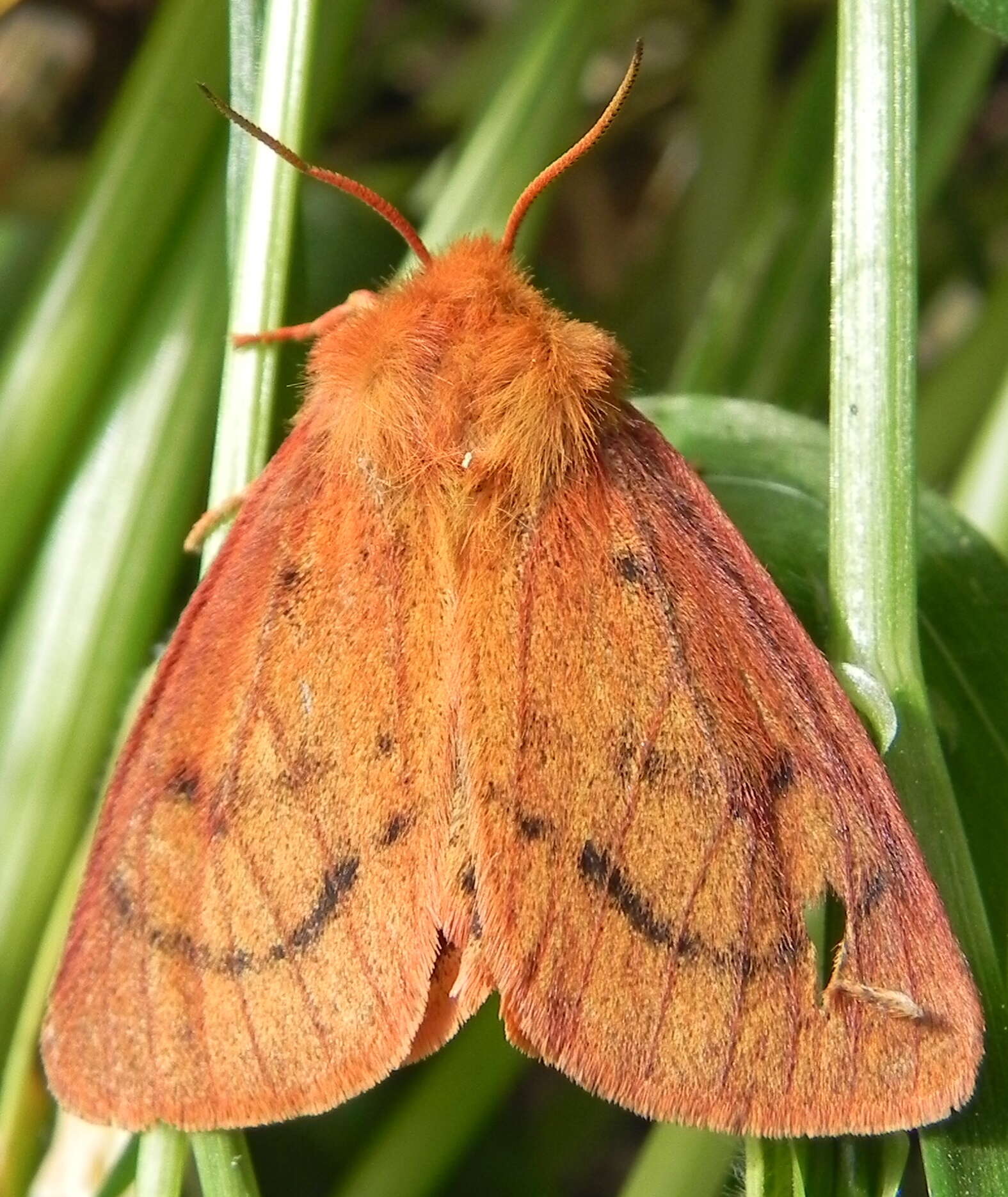 Image of Spilosoma vagans Boisduval 1852