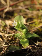 Image de Gentiana yokusai Burkill