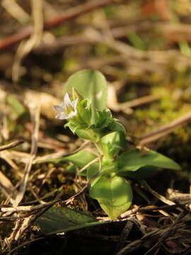 Image of Gentiana yokusai Burkill