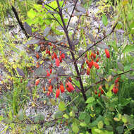 Image of Halleria elliptica Thunb.