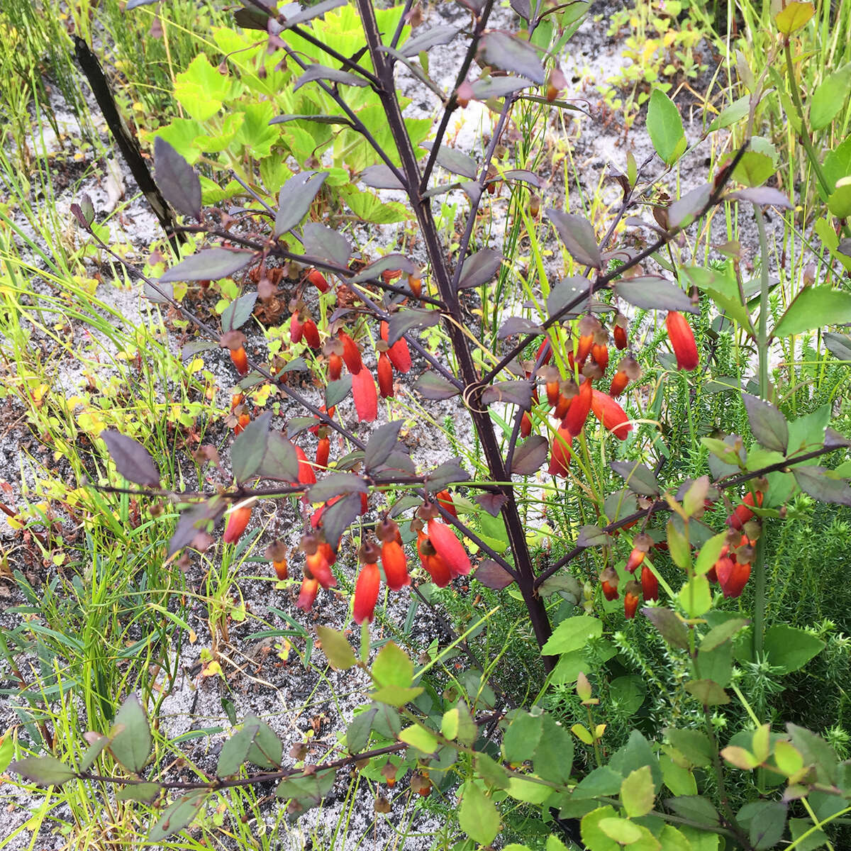 Image of Halleria elliptica Thunb.