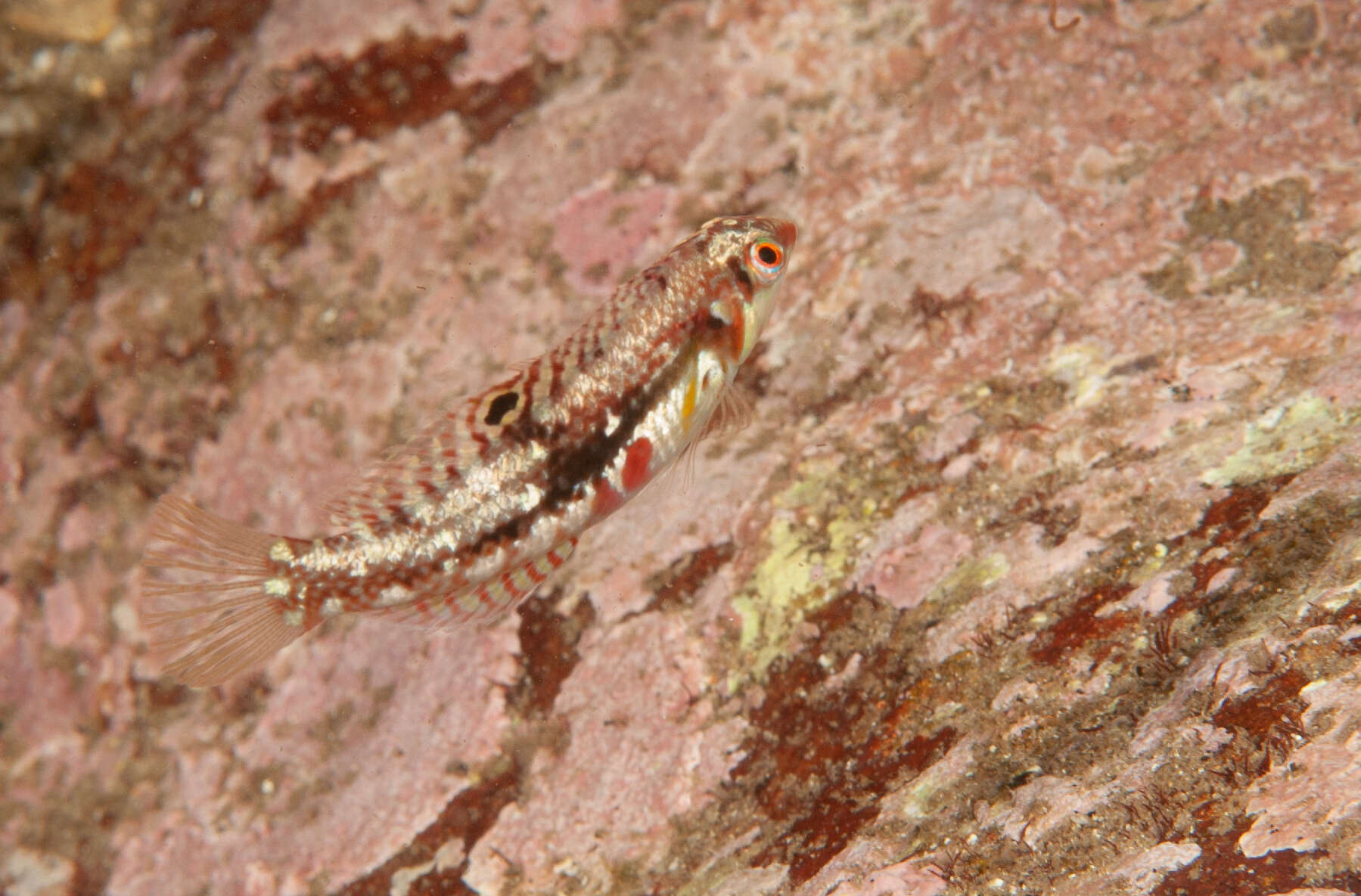 Image of Clouded rainbow fish