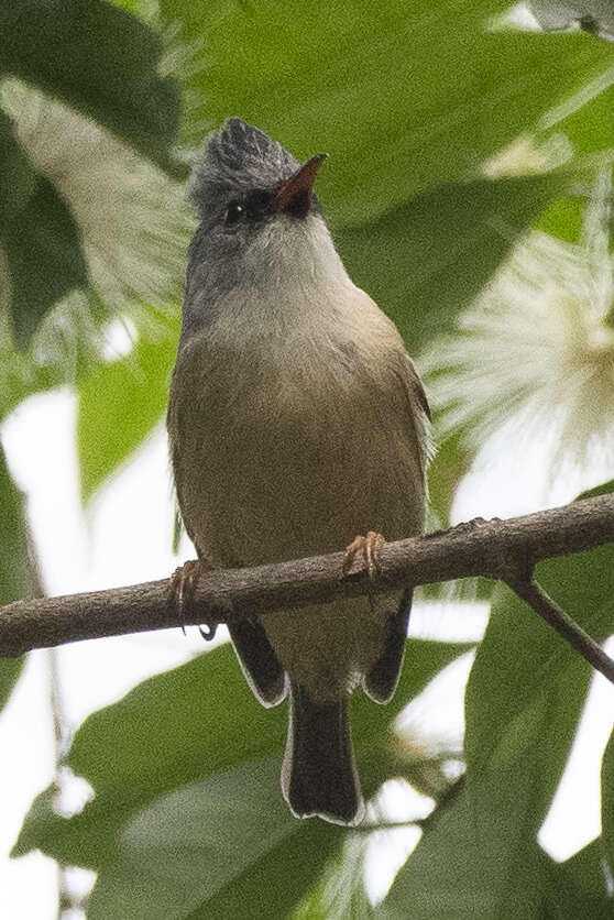 Image of Black-chinned Yuhina