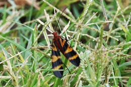 Image of Nuptial Scorpionfly