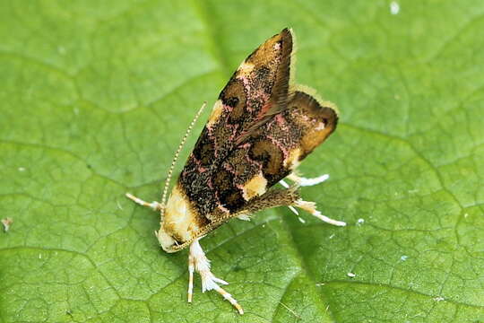 Image of Deuterogonia pudorina Wocke 1857