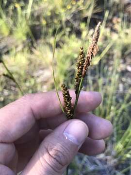 Imagem de Carex mendocinensis Olney ex Boott