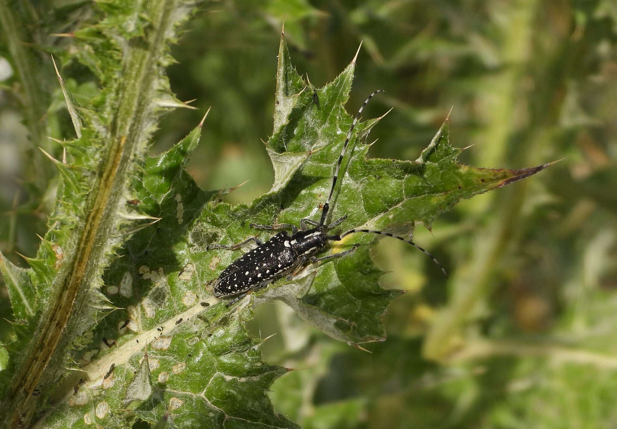 Image of Agapanthia (Epoptes) irrorata (Fabricius 1787)